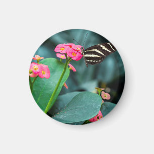 Imán Hermosa mariposa en una flor rosa