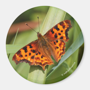 Imán Hermosa mariposa Naranja Satyr Comma