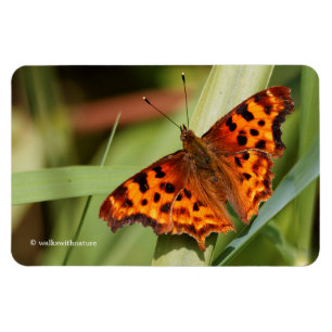 Imán Hermosa mariposa Naranja Satyr Comma