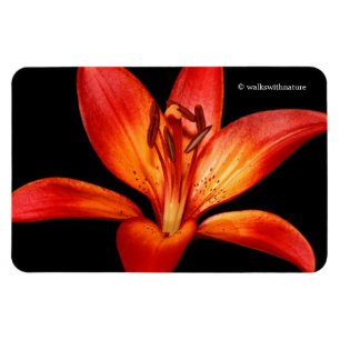 Imán Hermosa Naranja Roja Asiática Lily Gran Paradiso