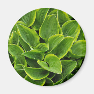 Imán Hermosa planta de hosta verde