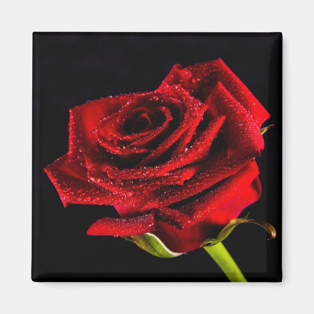 Imán Hermosa rosa roja (Frente)