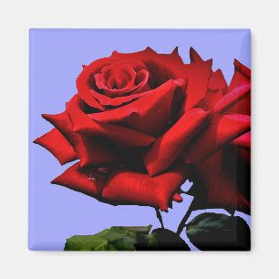 Imán Hermosa Rosa Roja Naturaleza Floral