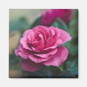 Imán Hermosa rosa rosa