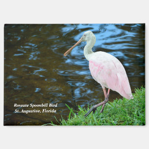 Imán Hermosa Spoonbill Roseate