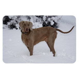 Imán Hermosa Weimaraner en la nieve