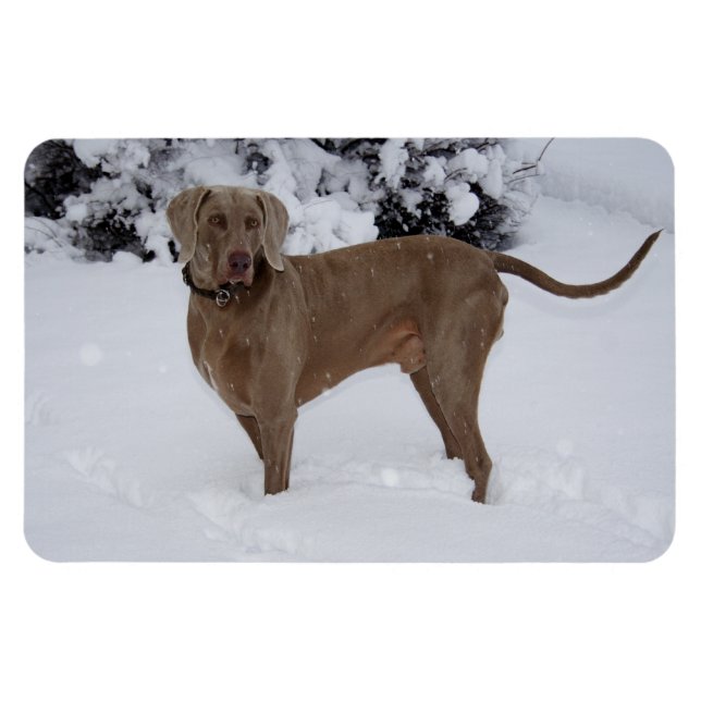 Imán Hermosa Weimaraner en la nieve (Horizontal)