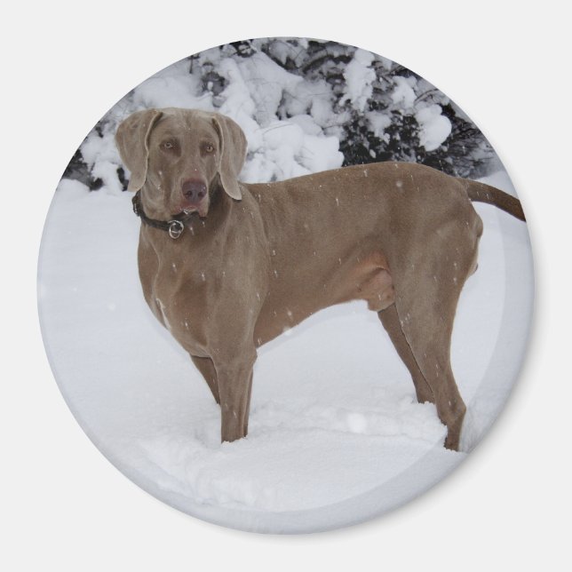 Imán Hermosa Weimaraner en la nieve (Frente)