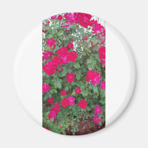 Imán Hermosas flores