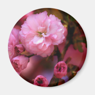 Imán Hermosas flores de cerezo rosado de primavera