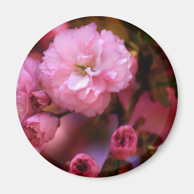 Imán Hermosas flores de cerezo rosado de primavera (Frente)