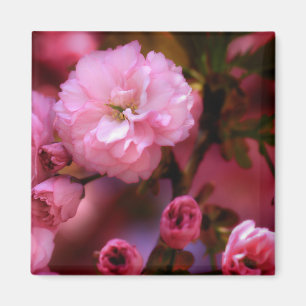 Imán Hermosas flores de cerezo rosado de primavera