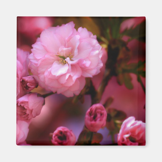Imán Hermosas flores de cerezo rosado de primavera (Frente)
