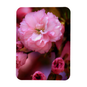 Imán Hermosas flores de cerezo rosado de primavera