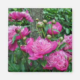 Imán Hermosas flores de peonía rosa