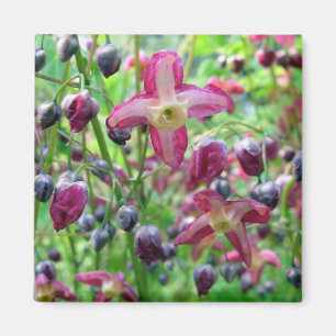 Imán Hermosas flores rosadas Blue Buds Spring foto