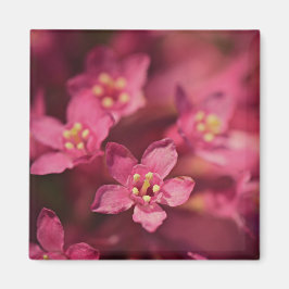 Imán Hermosas flores rosas