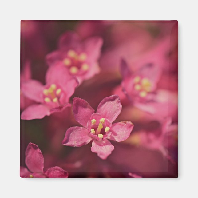 Imán Hermosas flores rosas (Frente)