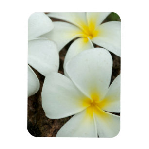 Imán Hermosas Flores Tropicales En El Pacífico Sur
