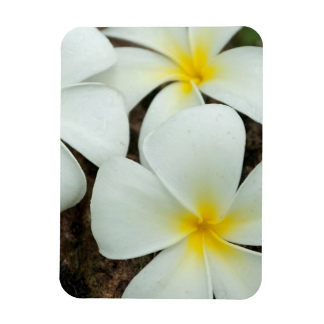 Imán Hermosas Flores Tropicales En El Pacífico Sur (Vertical)