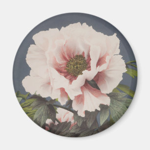 Imán Hermosas impresiones fotomecánicas de Peony Flowe