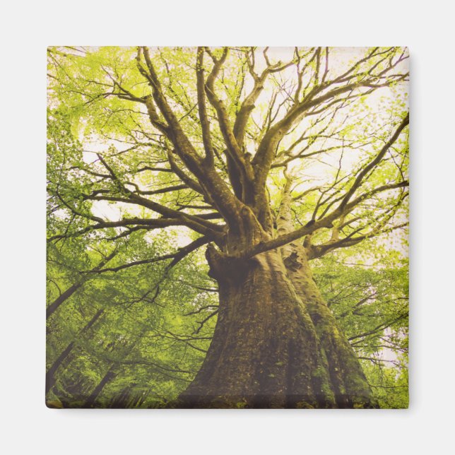 Imán Hermoso árbol de haya (Frente)
