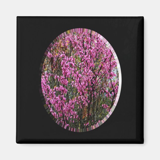 Imán Hermoso árbol Red Bud..... (Frente)