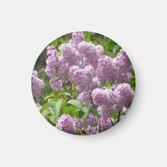 Imán Hermoso arbusto de lilas (Frente)