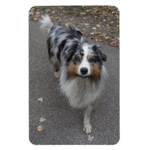 Imán Hermoso Aussie multicolor