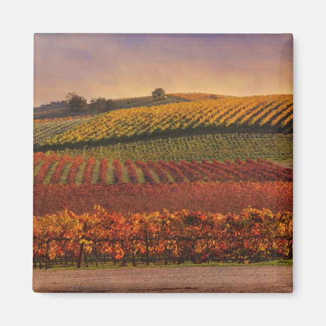 Imán Hermoso Bella Artes de viñedos de otoño (Frente)