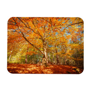 Imán Hermoso bosque otoñal