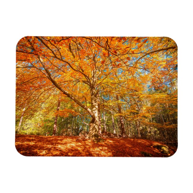 Imán Hermoso bosque otoñal (Horizontal)