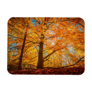 Imán Hermoso bosque otoñal