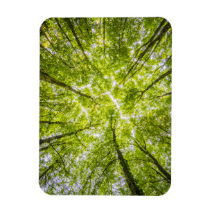 Imán Hermoso bosque verde