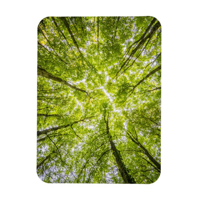 Imán Hermoso bosque verde (Vertical)