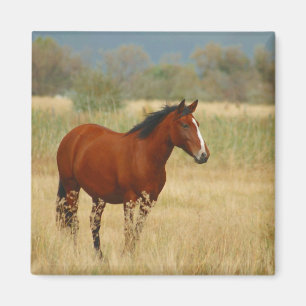 Imán Hermoso caballo