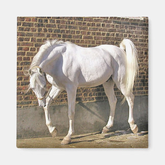 Imán Hermoso caballo árabe blanco