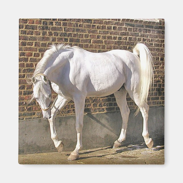 Imán Hermoso caballo árabe blanco (Frente)