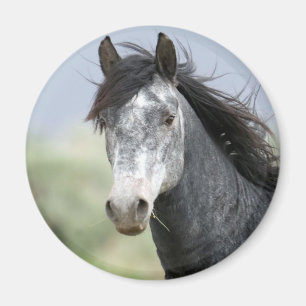 Imán Hermoso caballo gris