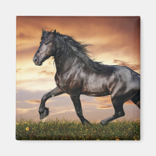 Imán Hermoso caballo negro