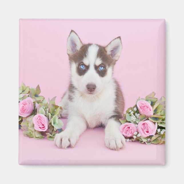 Imán Hermoso cachorro humilde con rosas rosas rosas (Frente)