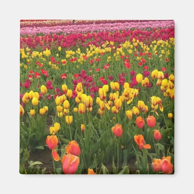 Imán Hermoso Campo Tulipán, Oregón (Frente)