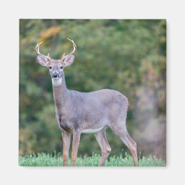 Imán Hermoso ciervo de cola blanca en campo