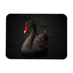 Imán Hermoso cisne negro con un brillante pico rojo