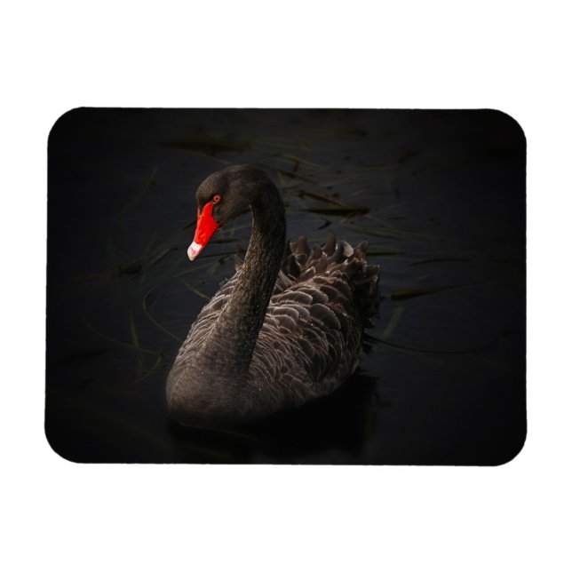 Imán Hermoso cisne negro con un brillante pico rojo (Horizontal)