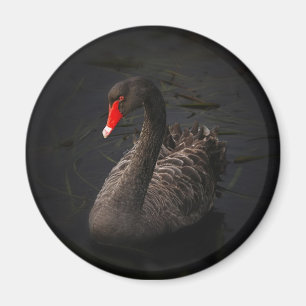 Imán Hermoso cisne negro con un brillante pico rojo