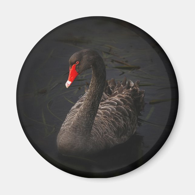 Imán Hermoso cisne negro con un brillante pico rojo (Frente)