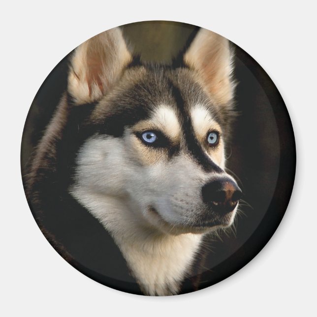 Imán Hermoso Cojín decorativo Husky (Frente)