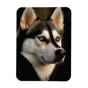 Imán Hermoso Cojín decorativo Husky