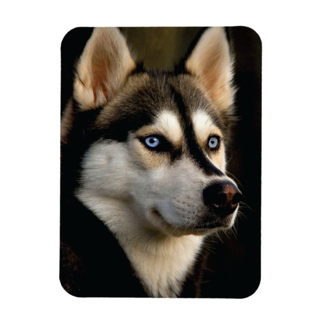 Imán Hermoso Cojín decorativo Husky (Vertical)
